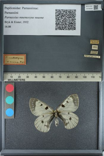 Media type: image;   Entomology 180083